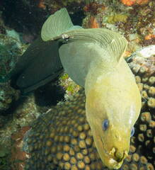 Green Moray up close