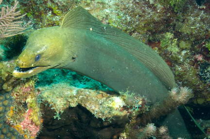 Green Moray head shot