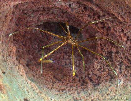 Yellowline Arrow Crab in sponge