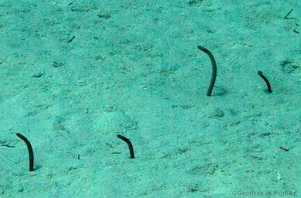 Brown Garden Eels