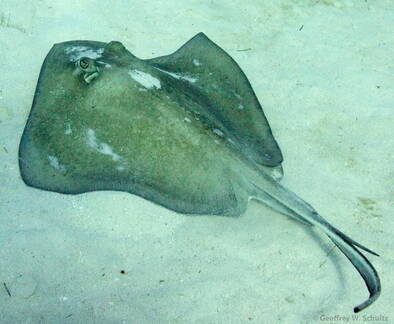 Southern Stingray