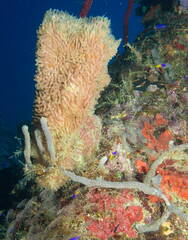 Pink Vase Sponge - Niphates digitalis