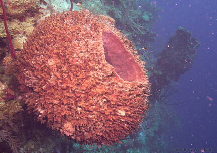 8' wide Leathery Barrel Sponge