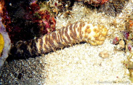 Sea Cucumber