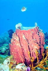 Roatan 09