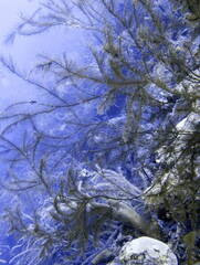 Feather Black Coral
Antipathes pennacea