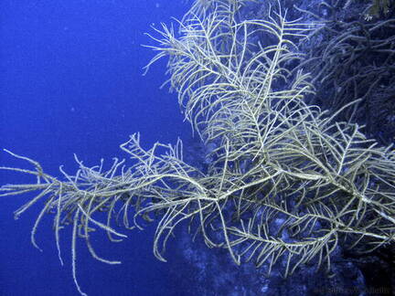 Bushy Black Coral
Anithpathes n. sp.