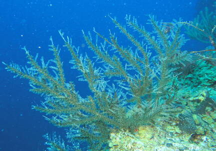 Yellow Sea Whip
Pterogorgia citrina