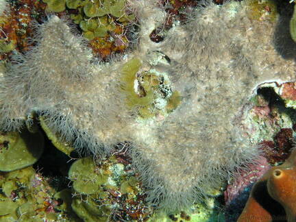 Encrusting Gorgonian
Erythropodium caribaeorum