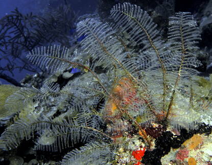 Bipinnate Sea Plume
Pseudopterogorgia bipinnata