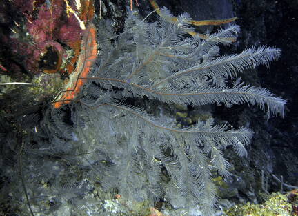 Feather Black Coral
Antipathes pennacea