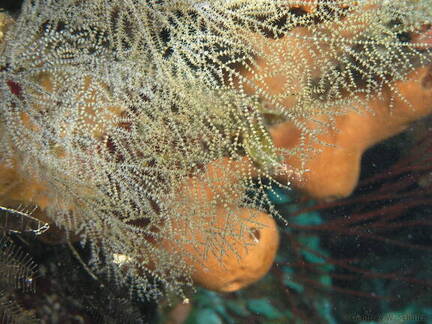 Hair Net Black Coral
(Closeup)
Antipathes lenta