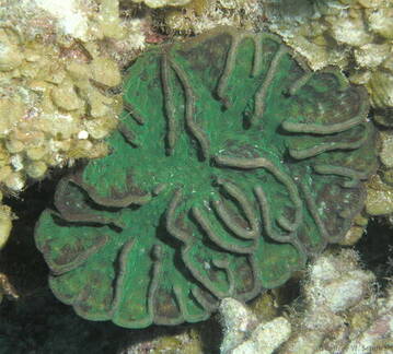 Ridged Cactus Coral
Mycetophyllia lamarckiana