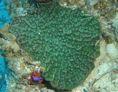 Knobby Cactus Coral
Mycetophyllia aliciae