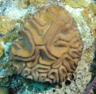 Grooved Brain Coral
Diploria labyrinthiformis