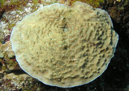 Sunray Lettuce Coral
Leptoseris cucullata