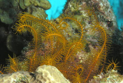 Golden Crinoid
Davidaster rubiginosa