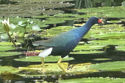 Common Moorhen